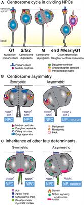 The Symmetry of Neural Stem Cell and Progenitor Divisions in the Vertebrate Brain